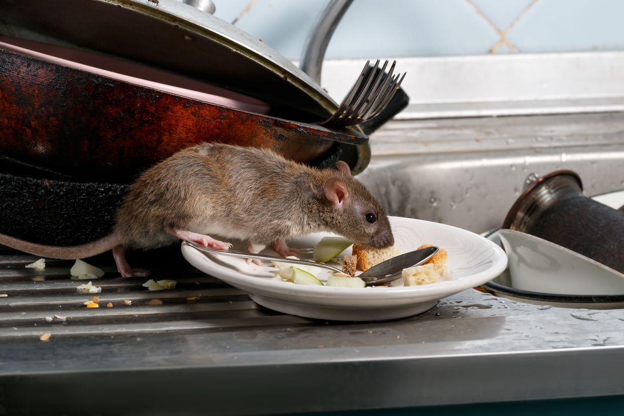 Rat on a plate in a kitchen.
