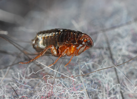 Flea Tick Control